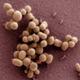 Illustration for article titled Scientists create artificial life - synthetic DNA that can self-replicate